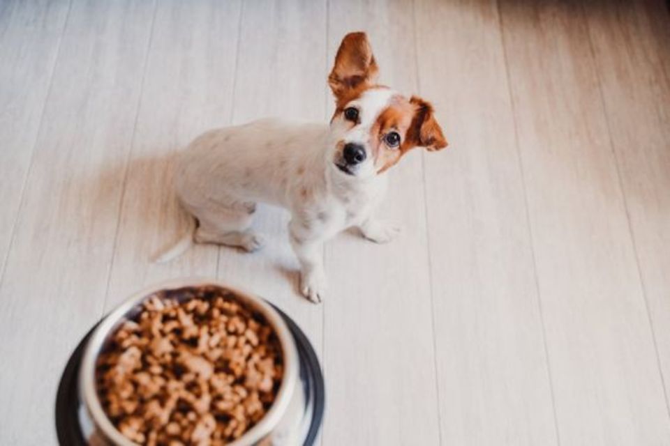 Cachorro de pequeno porte branco com caramelho e pote de ração