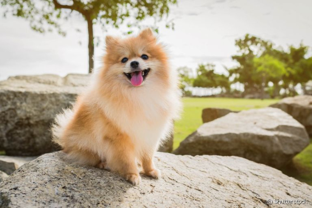 Imagem colorida de cachorro da raça lulu da pomerânia sentado