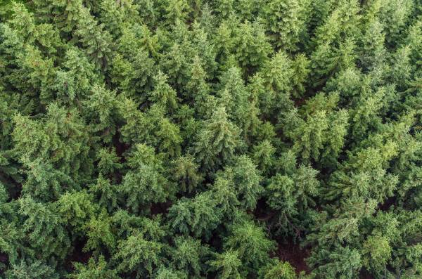 Fotografia colorida mostrando uma floresta por cima-Metrópoles