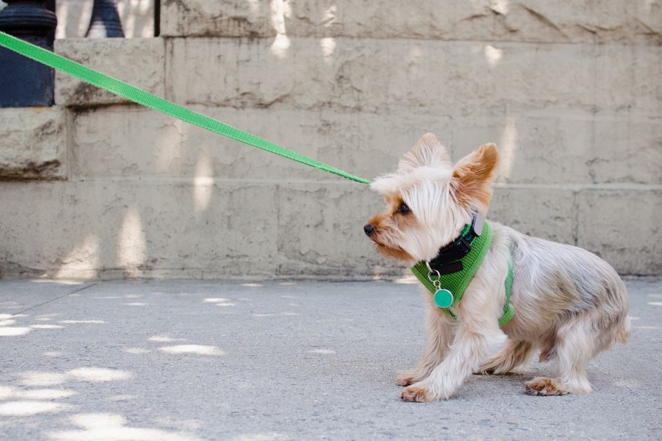 Cachorro com identificação