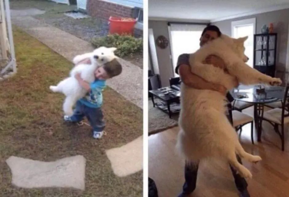 antes e depois do cachorrão com seu dono