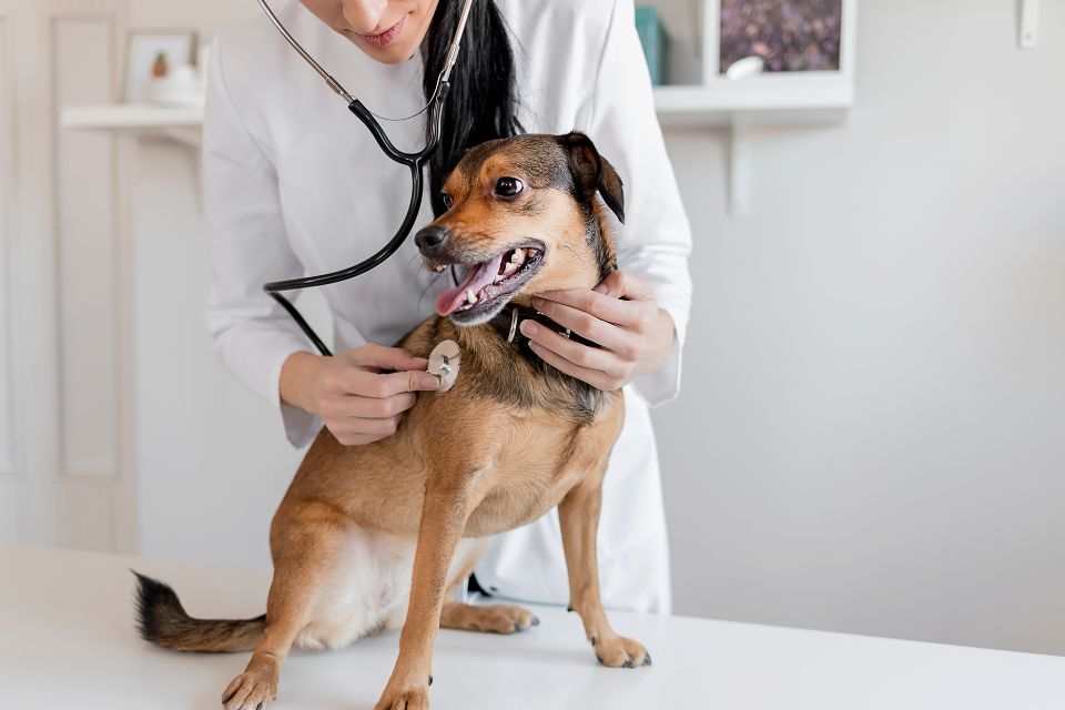 Cachorro no veterinário