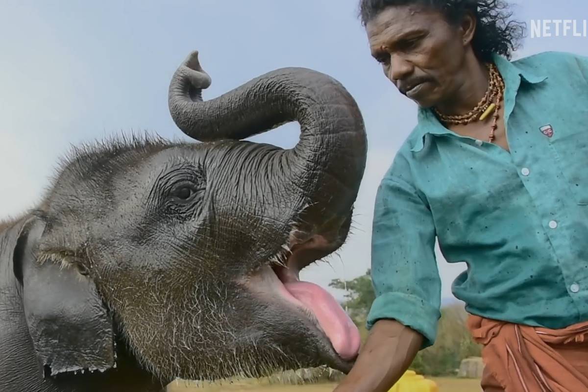 Imagem coloridas de um homem e um elefante - Metrópoles