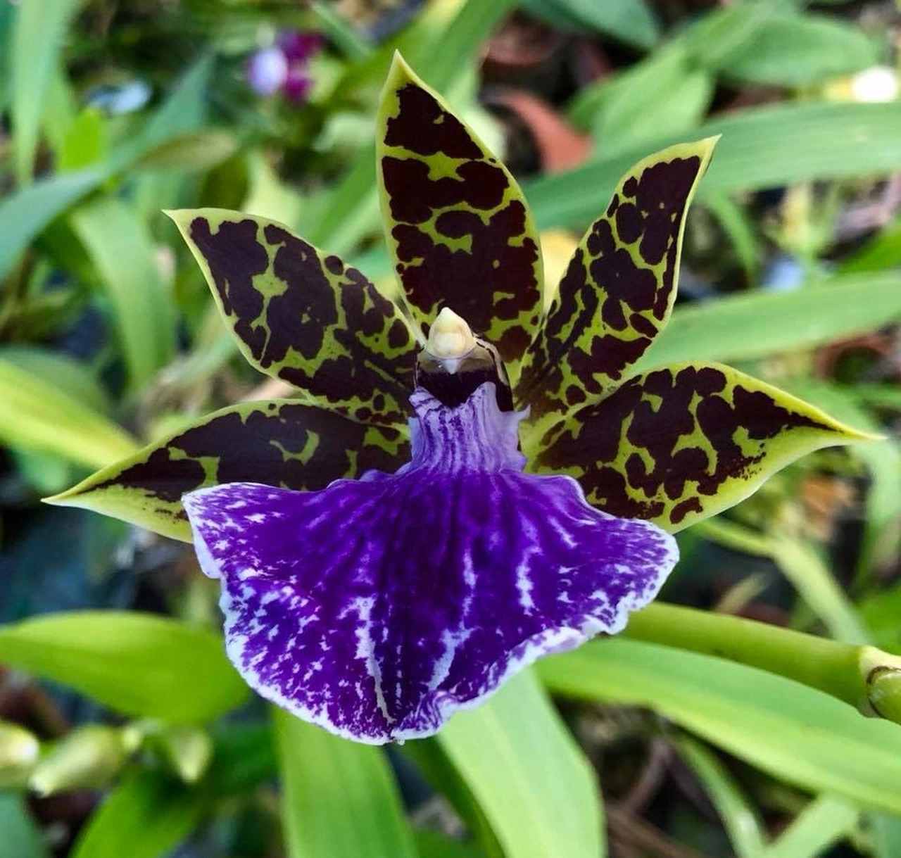 Na foto, uma flor da espécia Orquídea-com-babador - Metrópoles