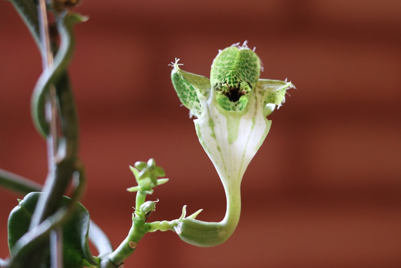 Na foto, uma suculenta da espécie Flor-paraquedas (Ceropegia sandersonii) - Metrópoles