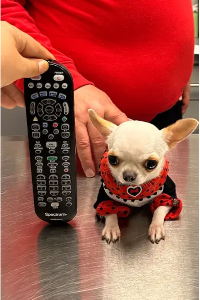 Chihuahua de 9 centímetros de altura é o menor cão do mundo (3)