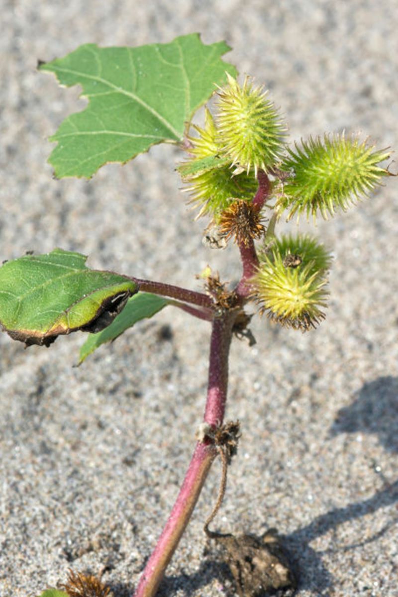 Foto colorida da planta cocklebur - Metrópoles