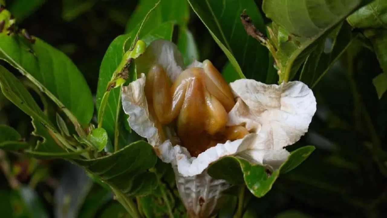 Na foto, uma espécie de perereca dentro de uma flor - Metrópoles