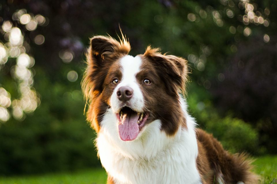 Border Collie