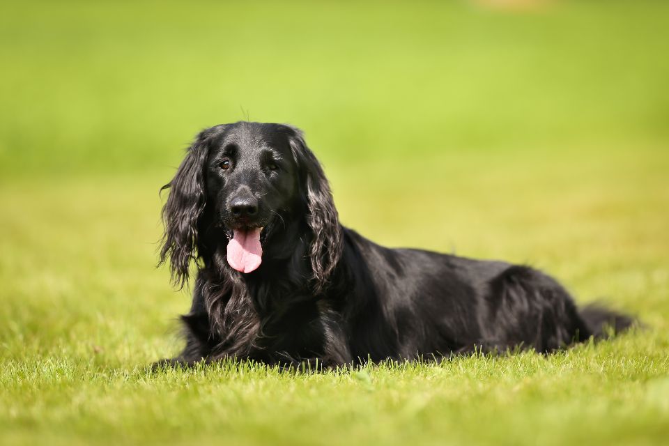 Flat-Coated Retriever