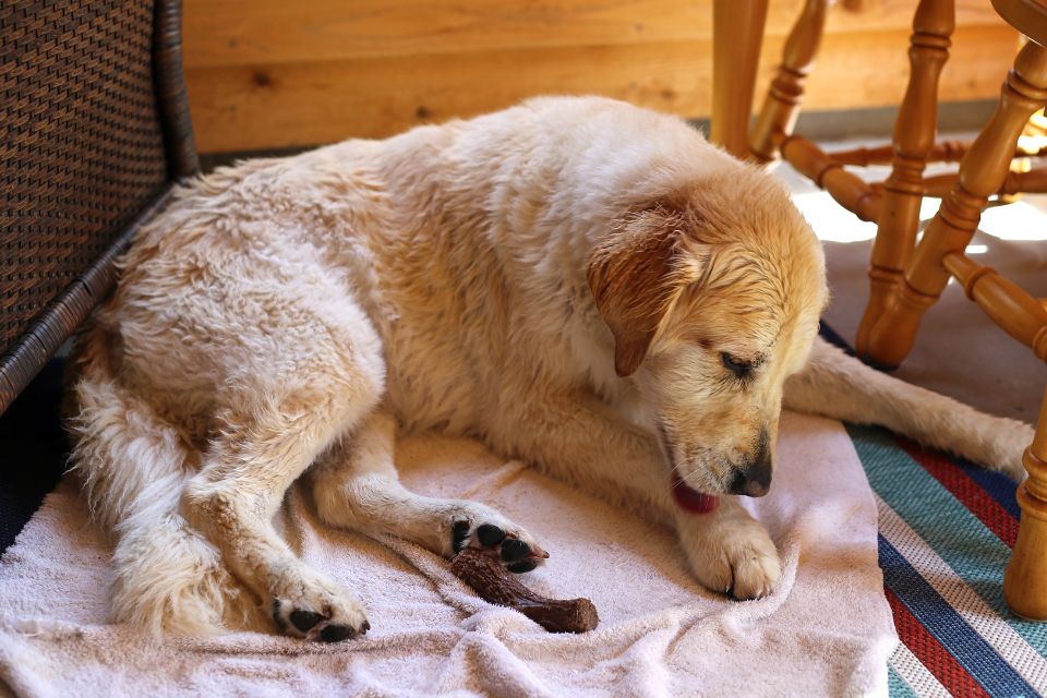 Cachorro lambendo a pata