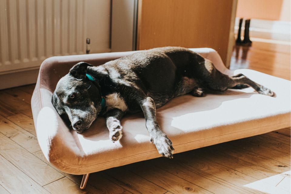 Cão na caminha