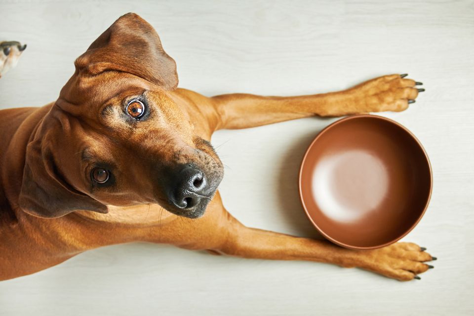 Cão comendo