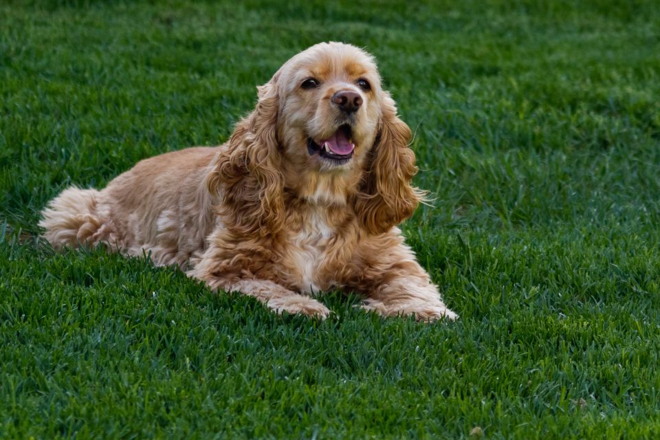 Cocker Spaniel