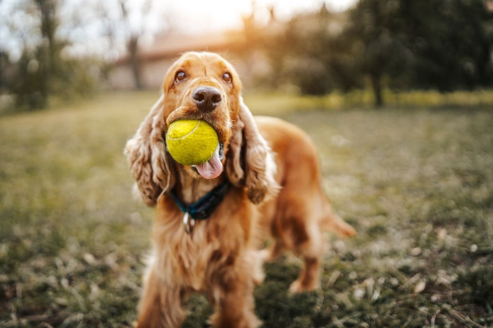 Cocker Spaniel