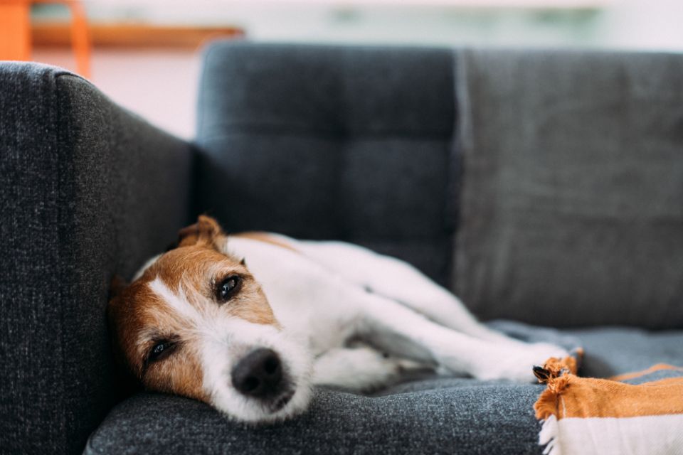 Cão doente