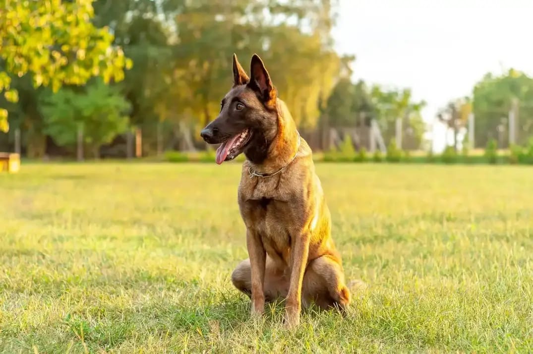 Imagem colorida de cachorro da raça pastor malinois sentado