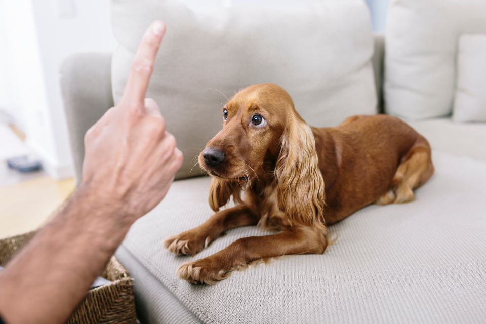 Cachorro sendo adestrado