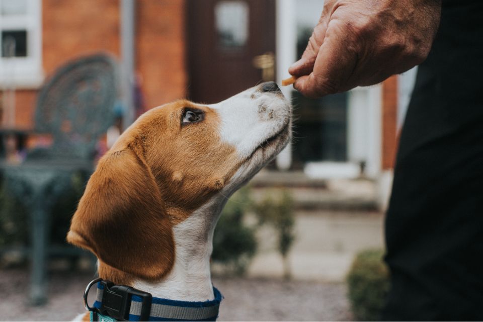 Foto colorida. Cão está sendo treinado. Uma mão masculina oferece petisco para o pet - Metópoles