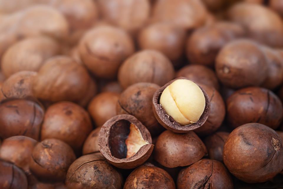 Macadamia