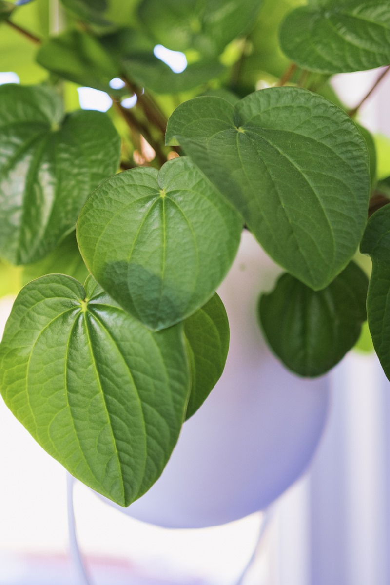 Foto colorida da planta kava kava dentro de um recipiente - Metrópoles