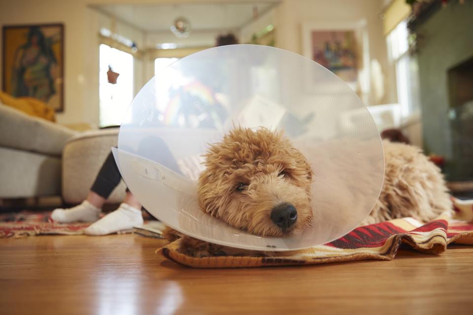 Na foto, cachorro está deitado no chão com um cone em volta do pescoço - Metrópoles