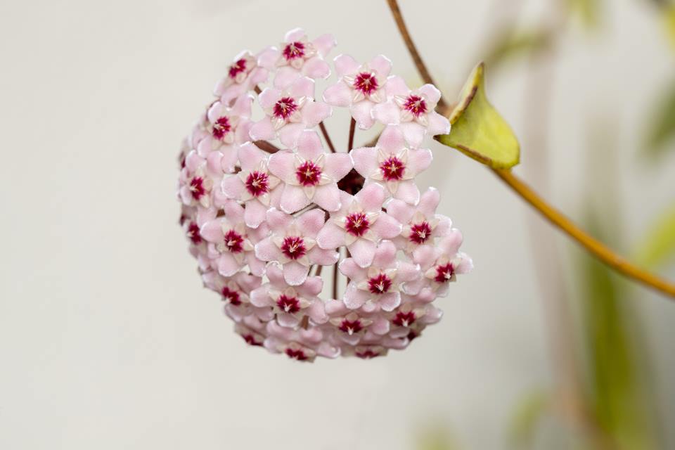 Na foto, uma planta da cor rosa clara - Metrópoles