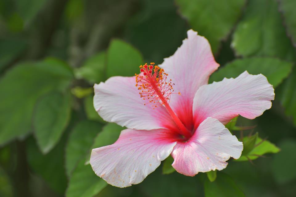 Na foto, uma flor rosa de cinco pétalas - Metrópoles