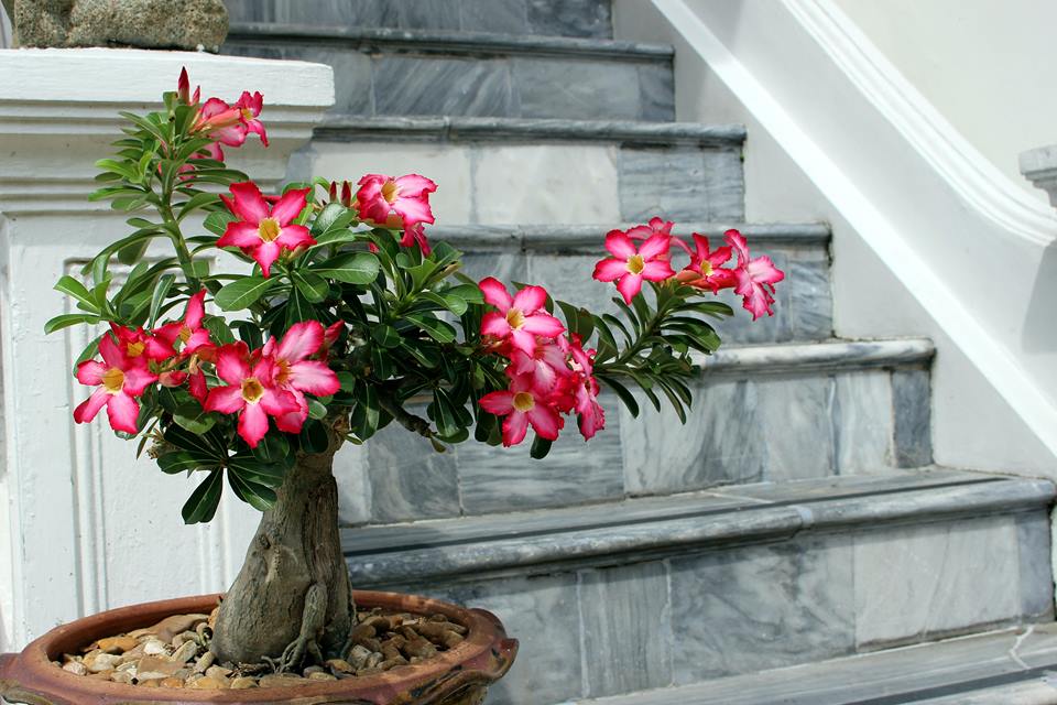 Na foto, uma mini árvore com flores rosas e folhas verdes - Metrópoles