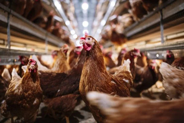 Ministério da Agricultura confirma caso de gripe aviária em MT