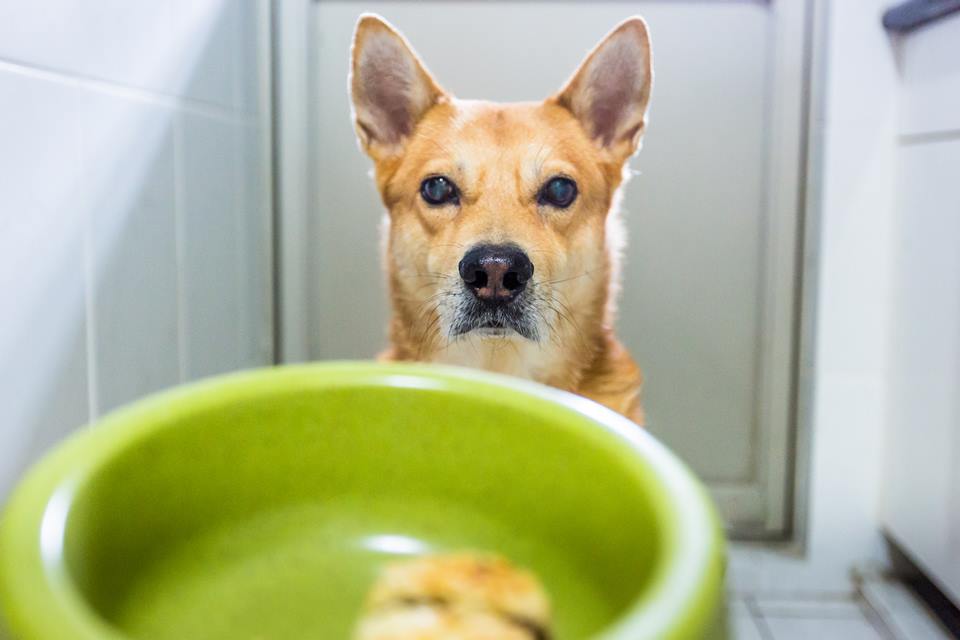 Na foto, um cachorro de pelagem marrom olhando para um pote de comida verde - Metrópoles