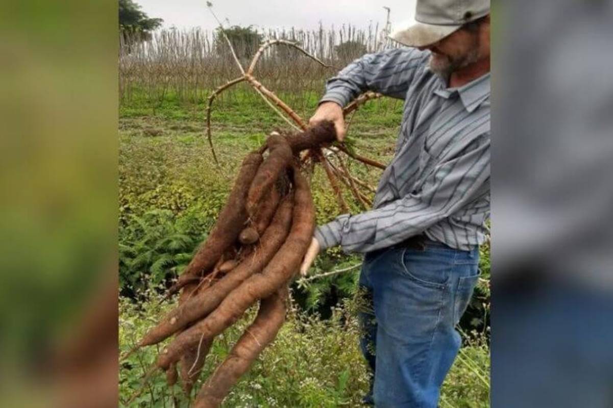 Imagem colorida: homem segura mandioca em lavoura - Metrópoles