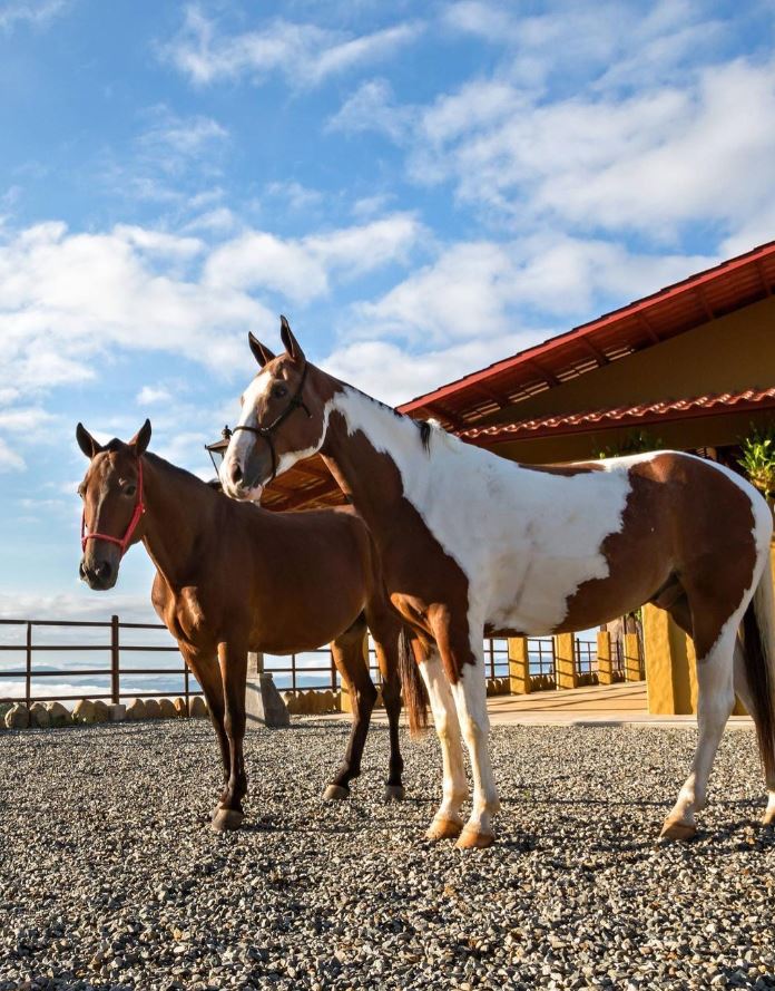 Foto colorida. A imagem mostra dois cavalos. Um é marrom e o outro é branco com detalhes marrom - Metrópoles