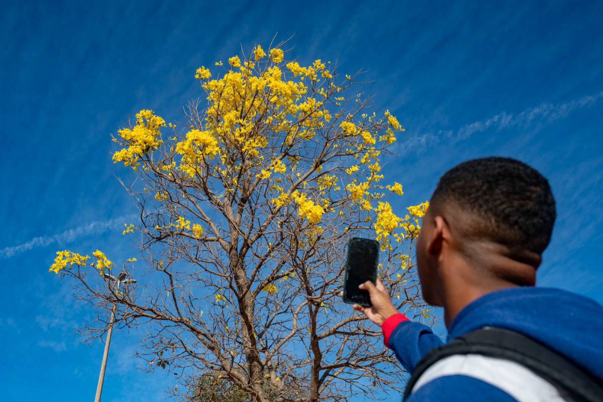 Homem aponta celular para Ipê-amarelo no DF