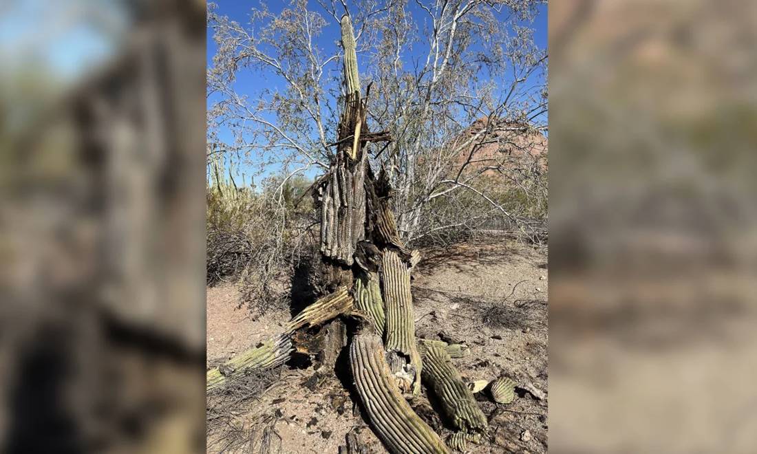 Cacto saguaro morto