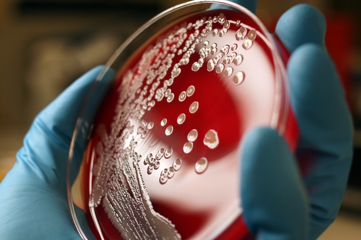 Foto mostrao crescimento de uma colônia de bactérias Staphylococcus aureus em um gel de laboratório