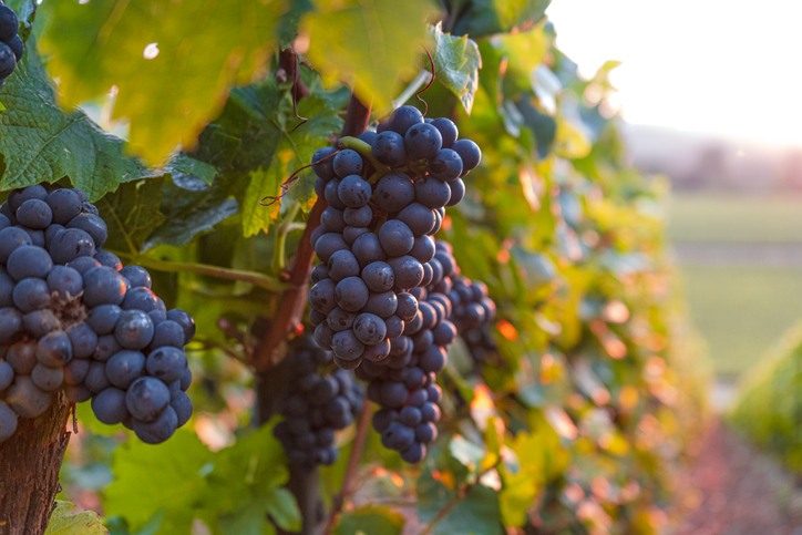 Foto de uvas do gênero Vitis Vinifera