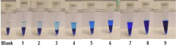 Foto mostra tubos de ensaio com diferentes tons de uma substância azul