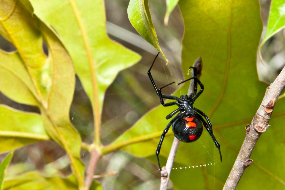 Na foto, uma aranha viúva negra tecendo uma teia - Metrópoles