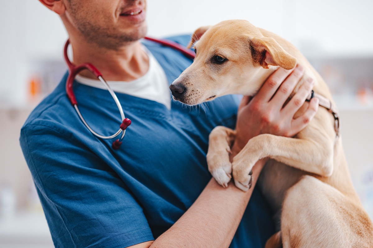 Foto colorida. Médico veterinário vestido de azul está segurando um cachorrinho amarelo claro - Metrópoles