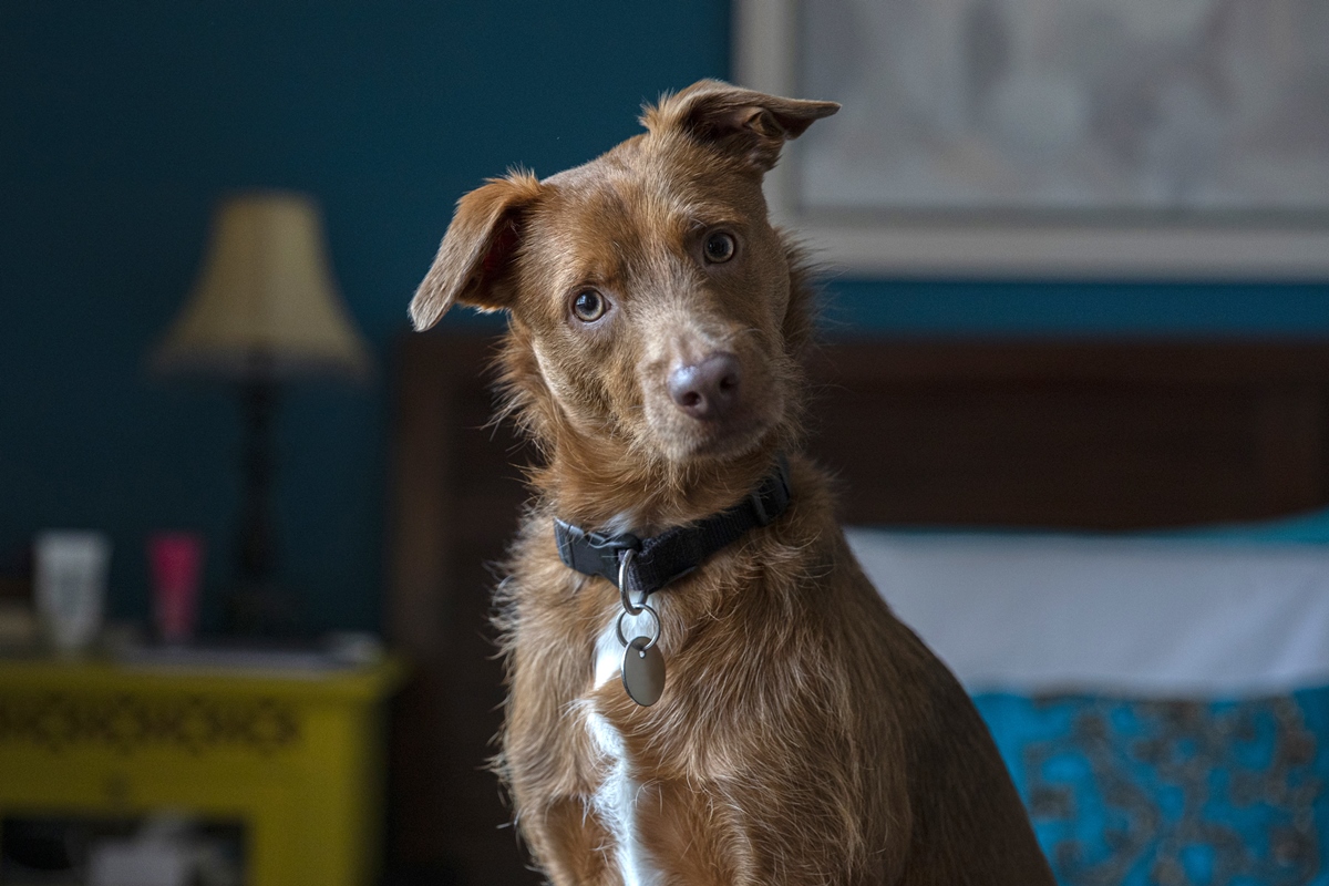 Foto colorida. Imagem mostra um cachorrinho marrom com detalhes brancos e coleira preta - Metrópoles