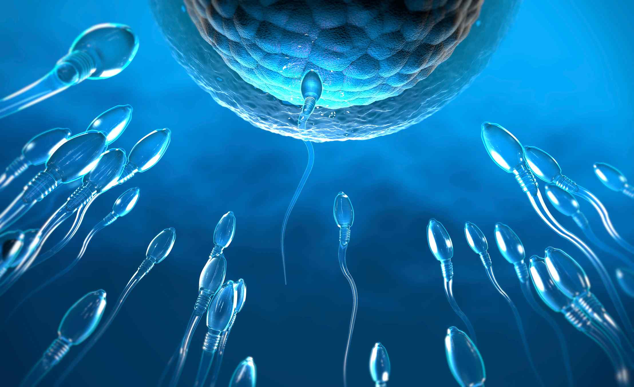 Ilustração mostra espermatozoides nadando em direção ao óvulo no processo de fertilização sem método contraceptivo - infertilidade