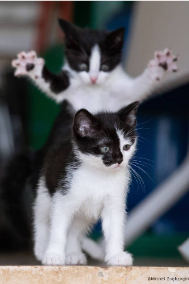 Na imagem, dois gatos de pelagem branca e preta - Metrópoles