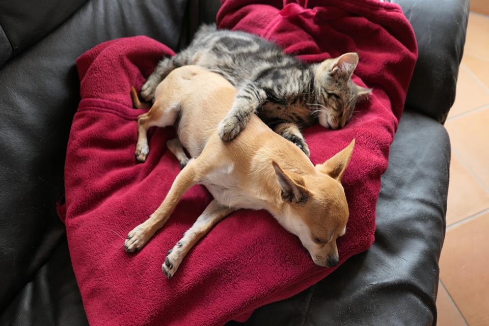 Na imagem, cão e gato deitados juntos - Metrópoles