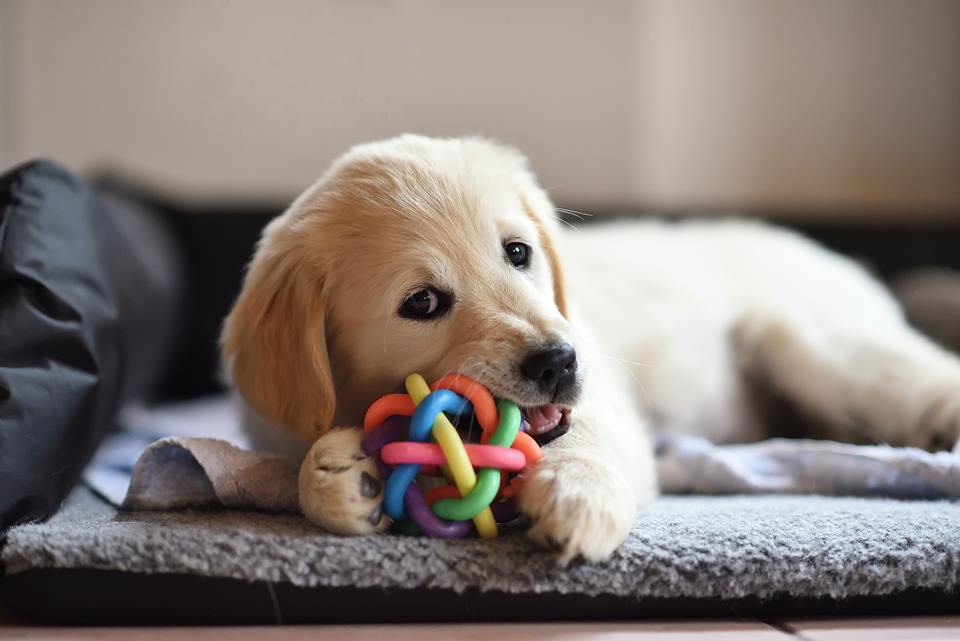  Filhote de cachorro golden retriever brincando com brinquedo - Metrópoles