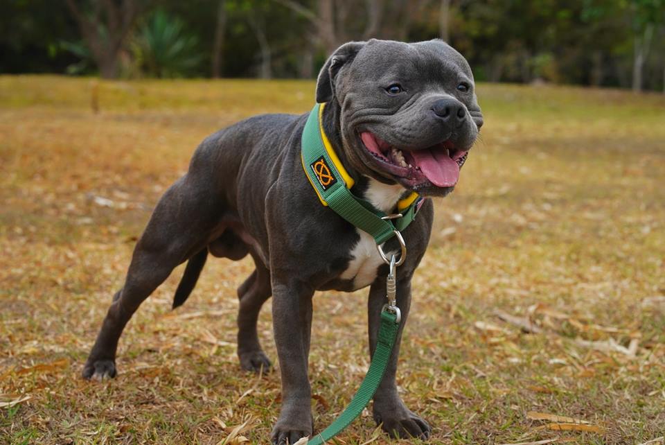 Foto colorida de cachorro de pelagem cinza no parque - Metrópoles