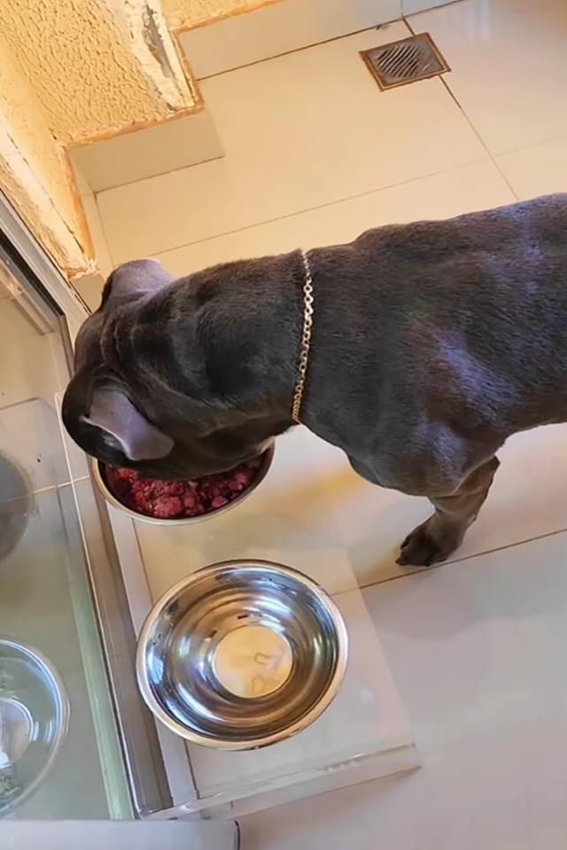 Foto colorida de cachorro comendo comida - Metrópoles