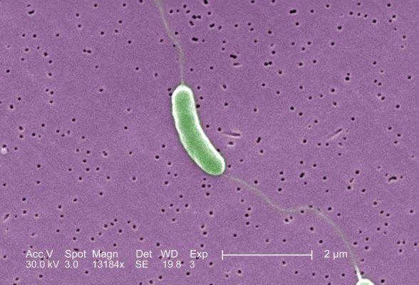 Bacteria Vibrio vulnificus no microscópio