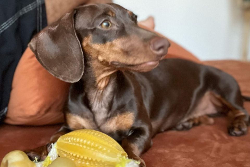 Foto colorida de cachorro de pelagem marrom - Metrópoles