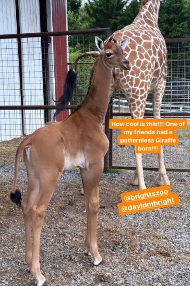 Foto colorida de girafa sem mancha no zoológico - Metrópoles